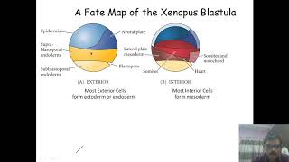 Fate map of frog blastula [upl. by Rotberg]