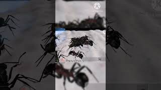 Lamellidens ant VS Inflatus ant Ant sim tycoon [upl. by Ozmo]