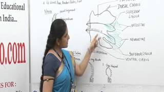 Parapodia Lecture BSc Biotechnology by Ms Priyanka khan [upl. by Suollecram608]