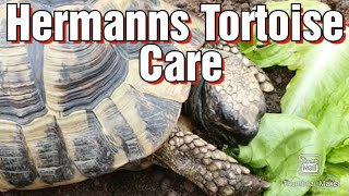 Hermanns Tortoise Care [upl. by Peta]