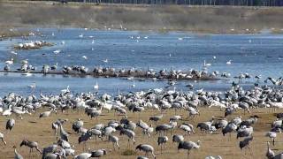 Trandansen 2010  Cranes at Lake Hornborga Kraniche am Hornborgasee [upl. by Ruenhs]