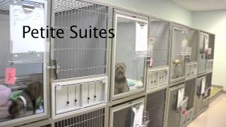 Bayside Pet Resort amp Spa Virtual Tour [upl. by Derayne]