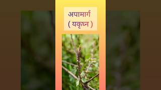 Apamarga  अपामार्ग dravyaguna bams2ndyear ayurveda bams aiapget shorts viralvideoplants [upl. by Kristofor]