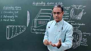 Respiratory System of Pila [upl. by Ayifa913]