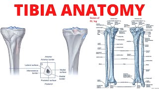 Tibia Anatomy [upl. by Kempe]