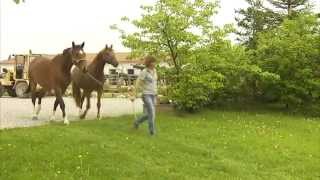 Landwirtschaft in Bayern Landkreis Ebersberg in Oberbayern [upl. by Denys]