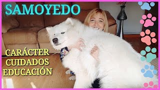 Mi SAMOYEDO 💖 CARACTERÍSTICAS Y CUIDADOS 🐺🐾🐾 [upl. by Llednor]