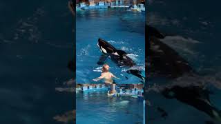 A baby and an orca swim peacefully in a pool sharing a gentle and heartwarming bond [upl. by Layod]