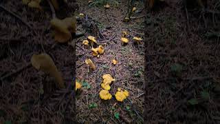 Chanterelle in Washington [upl. by Letsyrhc979]