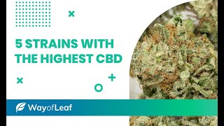 The 5 Best HighCBD Cannabis Strains [upl. by Adnesor]