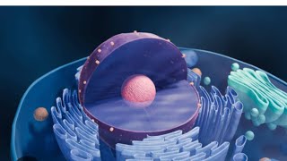 eukaryotic cell description bsc first year 1st semester botany [upl. by Duong377]