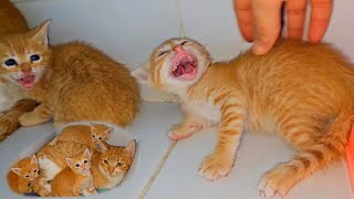 Rescued Ginger kitten family was very Angry with me at first But in the end they were very nice🥰🥰 [upl. by Haig]