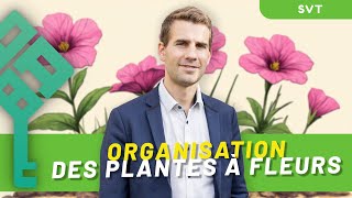 Lorganisation des plantes à fleurs  Bac de SVT 2025 [upl. by Nonarb396]