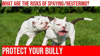 The Potential Side Effects of SpayingNeutering American Bullies [upl. by Cirenoj27]