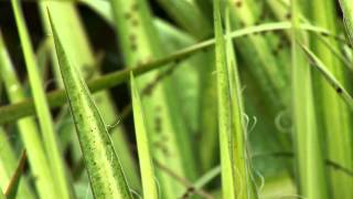 Pest Problems Yucca Bug [upl. by Nona]