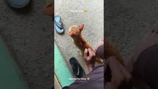 Chinya ke Moments 43 🐱 viralvideo cat chinya funnyvideos [upl. by Alexandrina]