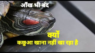 Turtle not eating food and eye infection in hindi [upl. by Ardith607]