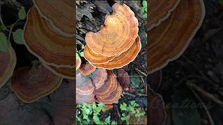 Stereum ostreaFalse turkey tail [upl. by Assetniuq]