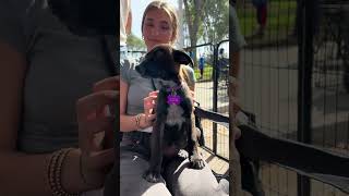 Video of adoptable pet named Belle [upl. by Ladnyc]