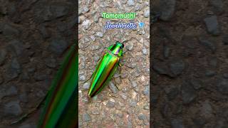 Stunning Chrysochroa Fulgifissima  Jewel beetle  tamamushi japan beetle [upl. by Osyth]