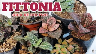 fittonia cuidados y cultivo chuyito jardinero [upl. by Ijneb]