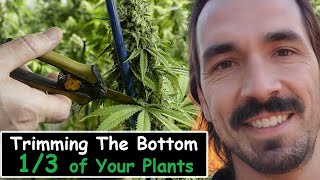 Trimming the bottom 13 of Your Plants [upl. by Avivah171]