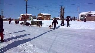 Fort Yukon Alaska race dog sled mushing [upl. by Amand]