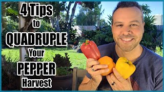 4 Tips For a Huge PEPPER Harvest [upl. by Llevron]