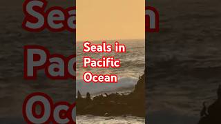 Seals in Pacific Oceanshorts [upl. by Tirb772]