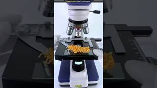 Meggy Noodles Under The Microscope 😱shorts viralvideo youtubeshorts microscopesahil art 3 [upl. by Jordanna870]