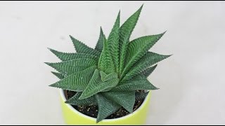 Haworthia limifolia [upl. by Assenat696]