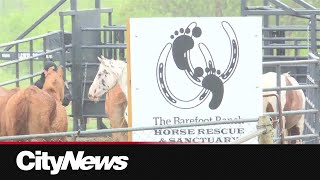 Dozens of animals seized from rural Manitoban animal sanctuary [upl. by Novonod898]