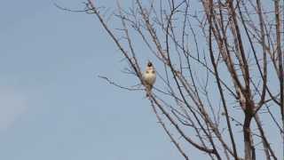 HD European Goldfinch Carduelis carduelis singing in Turkey [upl. by Emia]