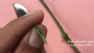 Plant Propagation Budding [upl. by At545]