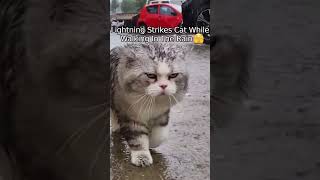 Cat Gets Struck By Lightning Twice [upl. by Falito]