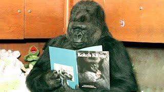 Koko The Talking Gorilla [upl. by Normalie]