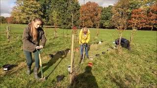 Dorridge Park Soroptimists SI Solihull planting Daffodils in their wood [upl. by Halden]