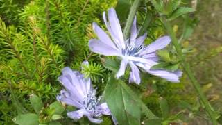 Cicoria selvatica  Fiori e piante della montagna bellunese 13052013 [upl. by Sibelle528]