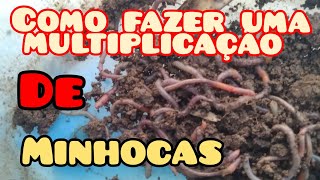 Como fazer Um minhocario multiplicar as minhocas pescaria [upl. by Rodnas]