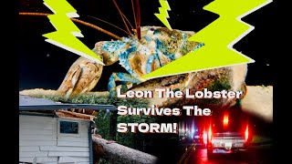 Leon The Lobster Survives The Storm [upl. by Irual5]