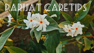 parijat Caretips parijat harsingar raatrani plantcare youtubevideo youtube viralvideo plants [upl. by Corson43]