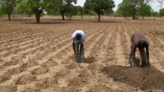 Integrated soil fertility video [upl. by Leilah]