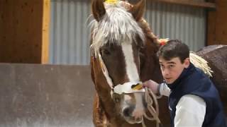 Official inspection of Belgian draft stallions of 3 and 4 years old [upl. by O'Neill564]