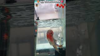 ♥️High Quality imported SRD FLOWERHORN with good head available for sale♥️flowerhorn farm coimbatore [upl. by Ettegroeg955]