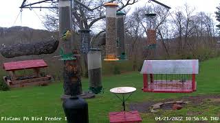 Yellowthroated warbler eating mealworms at PA Feeder 1 4212022 [upl. by Hildegaard]