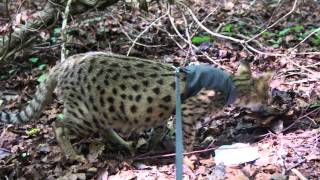 Savannah Cat walking in the forest [upl. by Ierdna864]