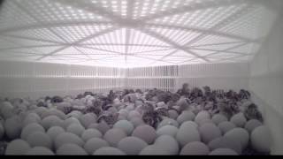 Chicks Hatching Time Lapse [upl. by Verene440]