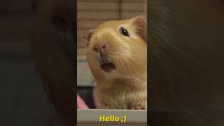 Guinea pig say Hello 😊 cuteanimals cute guineapiggies pets guineapig animals petfun [upl. by Alhan]