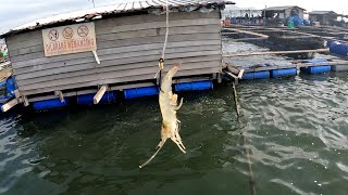 IKAN SIAKAP BESAR PENUH BAWAH PONDOK [upl. by Letitia]