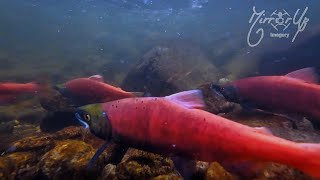 A visit to the Idaho Backcountry with Kokanee Spawning [upl. by Tnahsin]